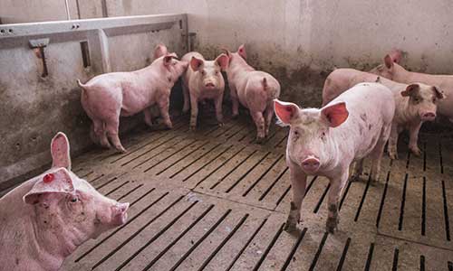 Grupo Alimentario Copese - Ganado Porcino